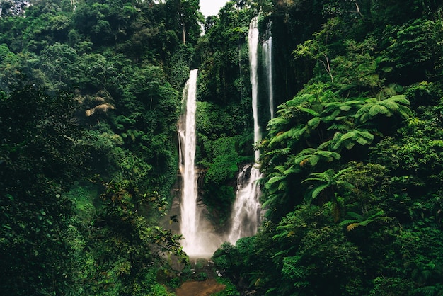 Cascada Sekumpul en Bali rodeada de bosque tropical