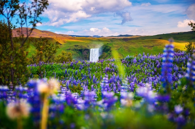 Cascada Skogafoss en el sur de Islandia con flores en primer plano