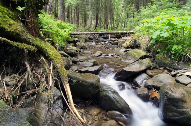 Cascadas en un arroyo claro en un bosque