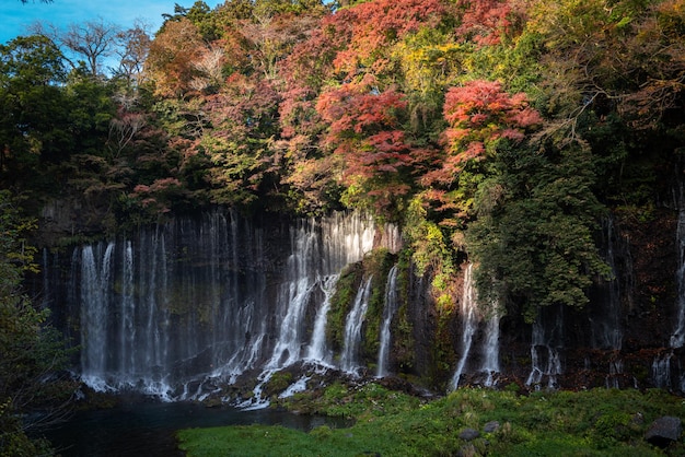 Foto cascadas en el bosque japón