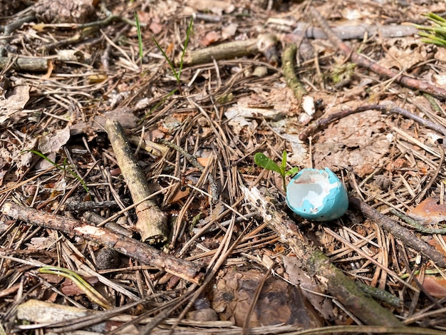 Una cáscara de huevo de color azul yace en el suelo del bosque