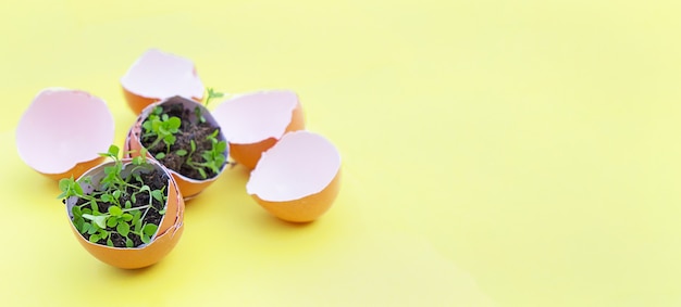 Foto cáscara de huevo marrón con plantas dentro de la cáscara de huevo.