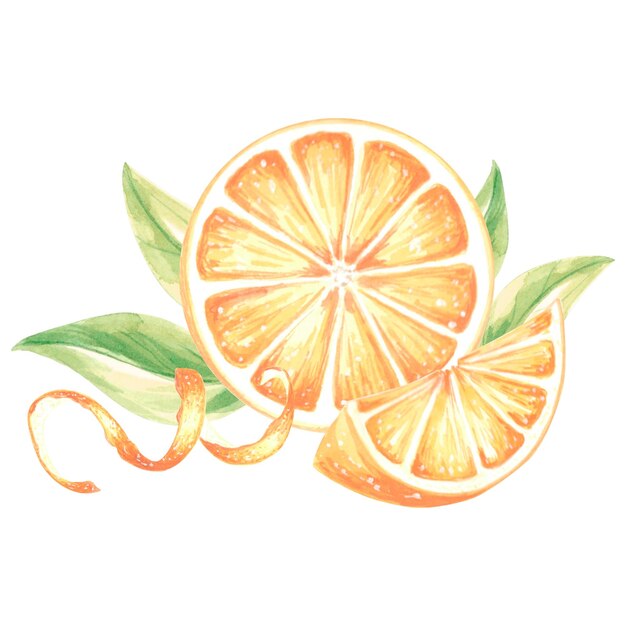 Cáscara de rodaja de acuarela y círculo de cítricos de verano naranja ilustración dibujada a mano aislada