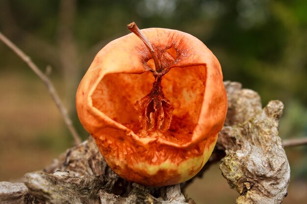 Cáscara vacía y núcleo de una manzana devorada por la voraz avispa asiática (Vespa velutina)