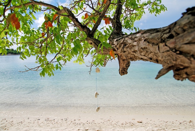 Cáscaras colgantes Rama de árbol en la playa en Sattahip Tailandia