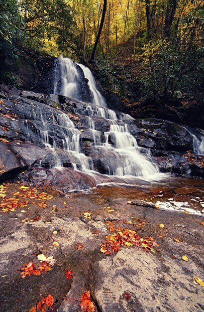 Cascata de louros