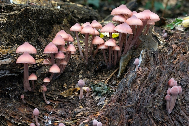 Foto casco de hada sangrante hongos mycena haematopus