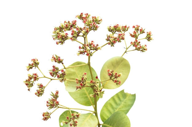 Foto cashew-nuss-blume mit grünen blättern auf weißem hintergrund