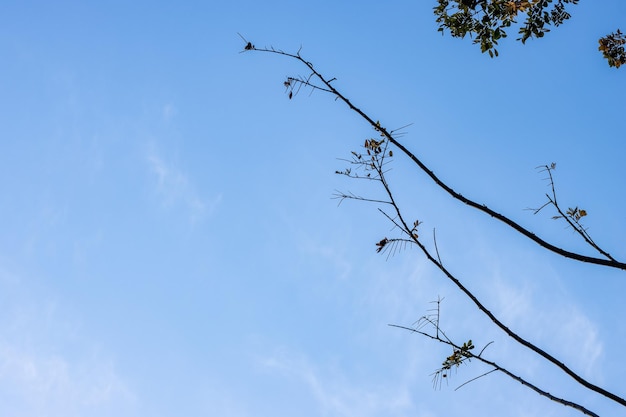 Casi sin hojas pocas ramas de árboles bajo el cielo azul con espacio de copia