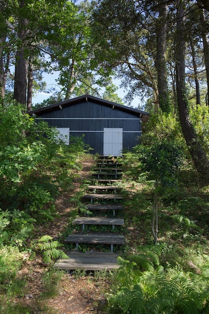 Casita de madera en un bosque Día y sol