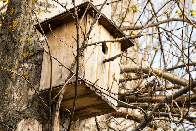 Casita para pájaros en árbol en primavera. Rama de árbol frutal con casita para pájaros.