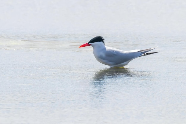 Caspian Tern descansando na superfície da água