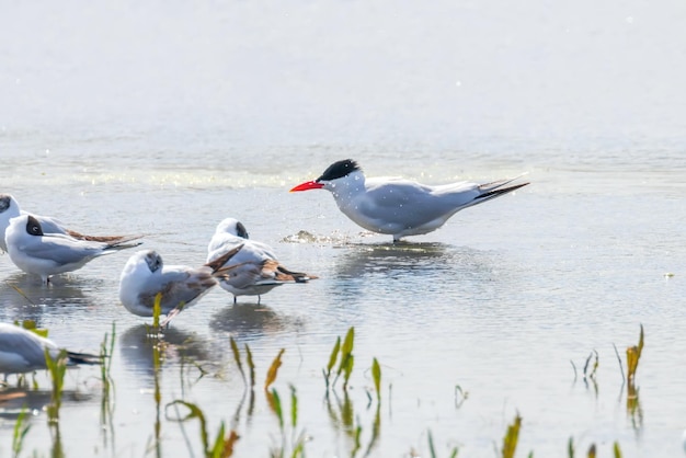 Caspian Tern entre gaivotas na água