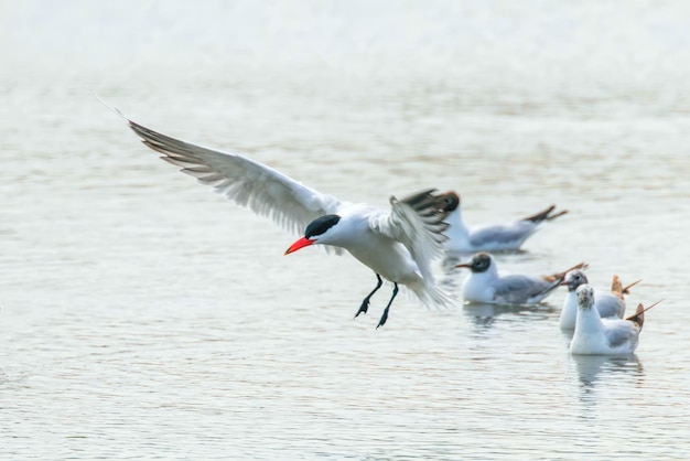 Caspian Tern pousando na água