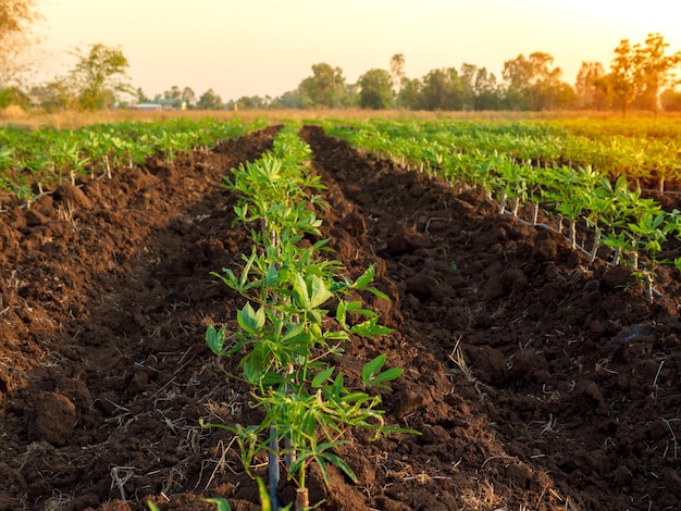 Cassava Farm