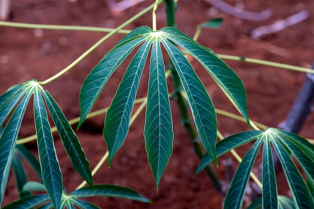 Cassava Mandioa Manioc Tapioca Bäume Manihot esculenta junge Blätter flach fokussiert.