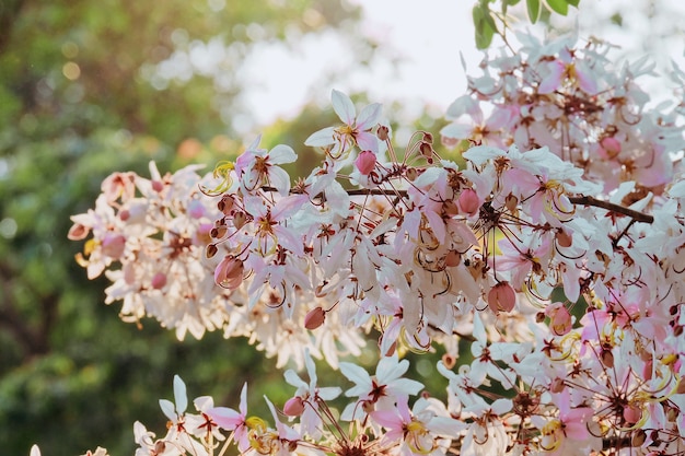 Cássia cor-de-rosa, Ducha rosa, Árvore dos desejos, Cassia bakeriana Craib. flor que floresce com luz