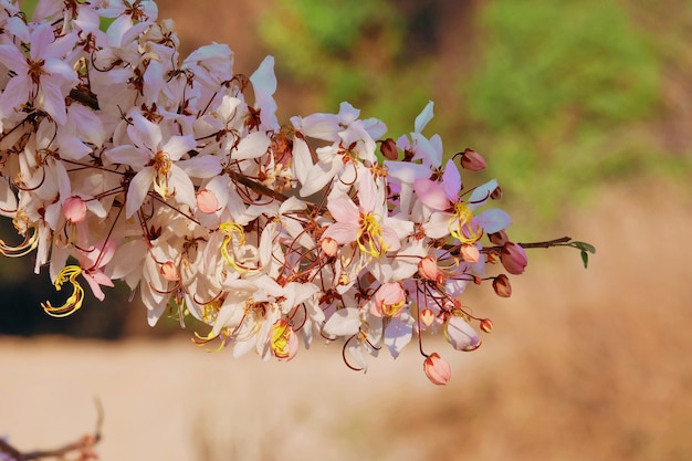 Cássia cor-de-rosa, Ducha rosa, Árvore dos desejos, Cassia bakeriana Craib. florescendo flor