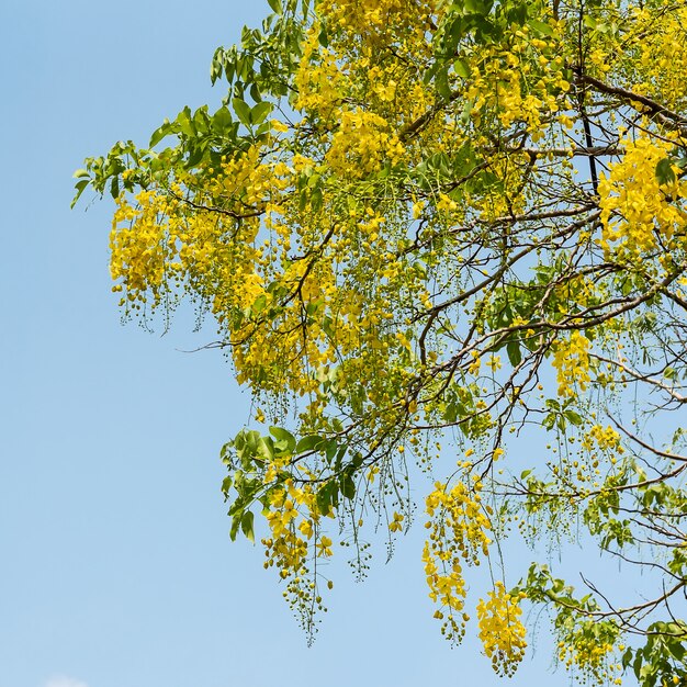 Cassia Fistelblume.