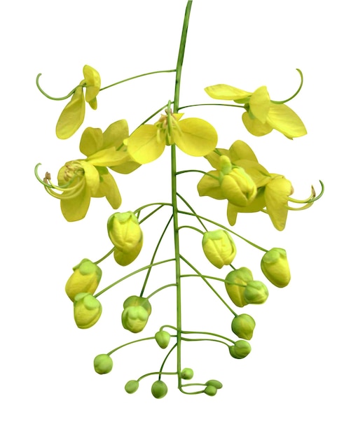 Cassia fistula golden shower purging cassia laburnum indiano Kani Konna é um medicamento ayurvédico