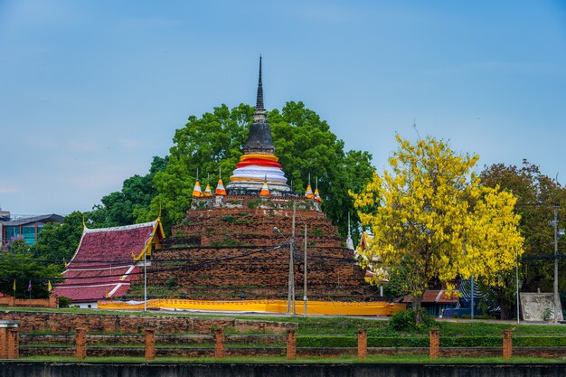 Cassia Fistula im Park in Phra Chedi Luang im Tempel (Wat Ratchaburana) ist ein buddhistischer Tempel