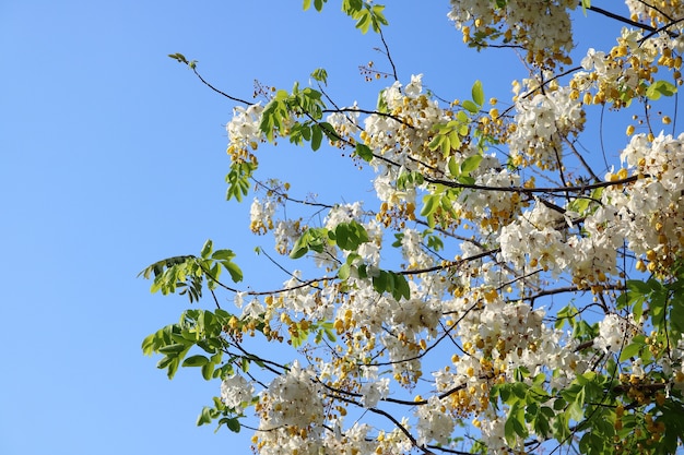 Cassia javanica Blume im Garten