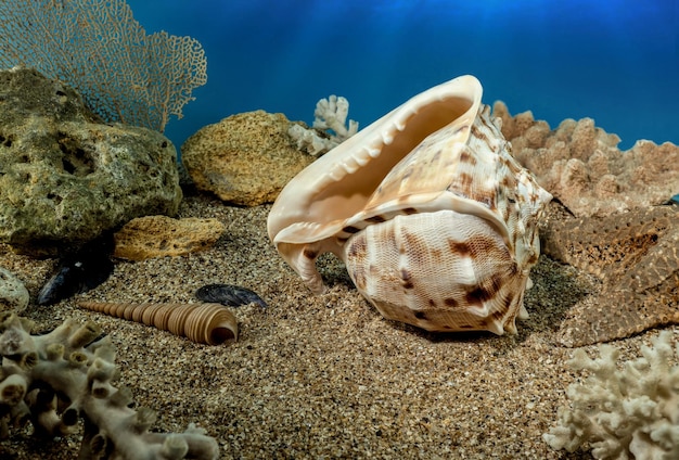 Cassis-Cornuta-Schale auf dem Sand unter Wasser