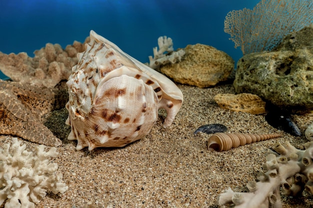 Foto cassis-cornuta-schale auf dem sand unter wasser