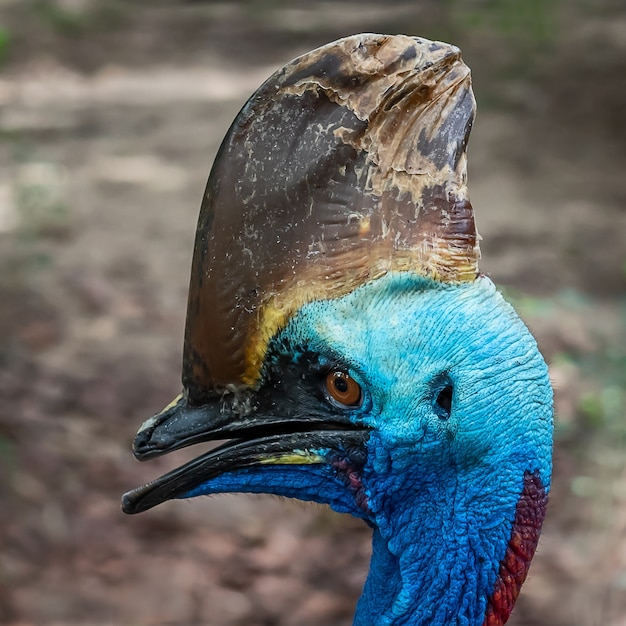 Foto cassowary cerrar la cara.