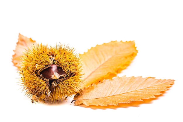 Castaña madura con hojas de otoño de cerca sobre fondo blanco Castañas crudas para Navidad Tiempo de otoño