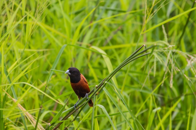 Castaña Munia posada en una rama.