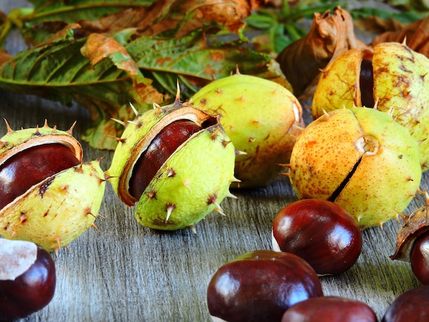 Castañas en la cáscara con espinas. Hojas de otoño de castaño.