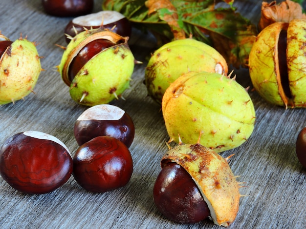 Castañas en la cáscara con espinas. Hojas de otoño de castaño.