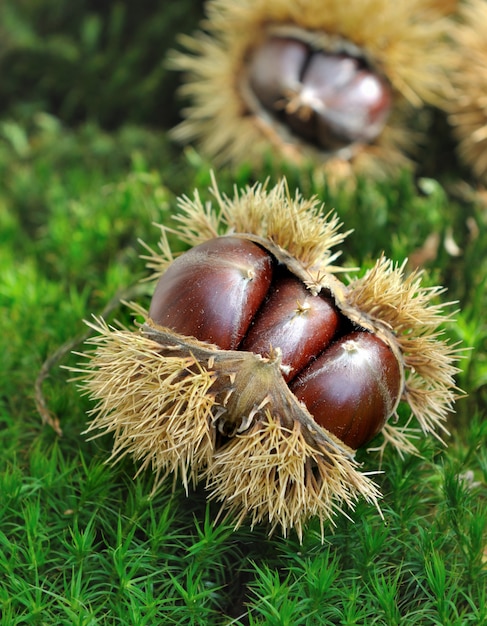 Castañas con cáscara