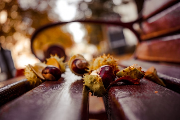 Las castañas frescas mienten en un banco contra la perspectiva de las hojas de otoño. paisaje de otoño