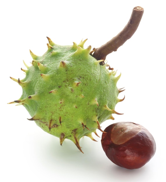 Castanha da Índia com frutos verdes sobre fundo branco