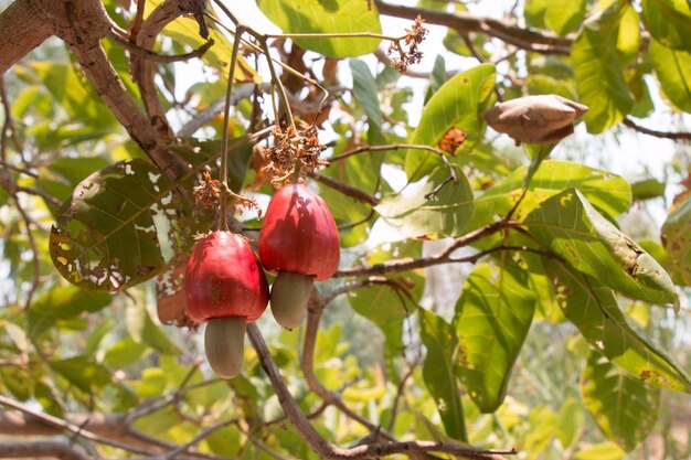 Castanha de caju vermelha na árvore