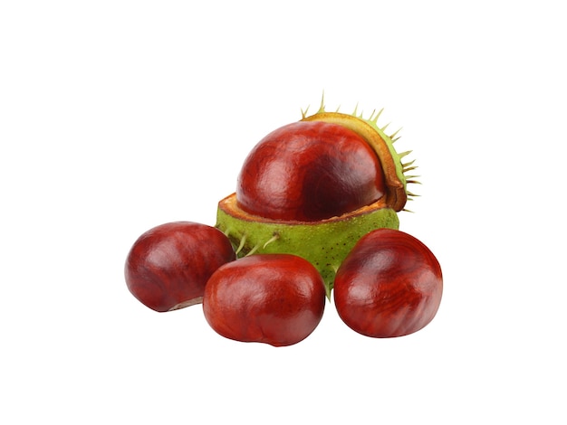 castanha de cavalo frutos de castanha de cavalo ou árvore de conker é possivelmente útil na medicina tradicional