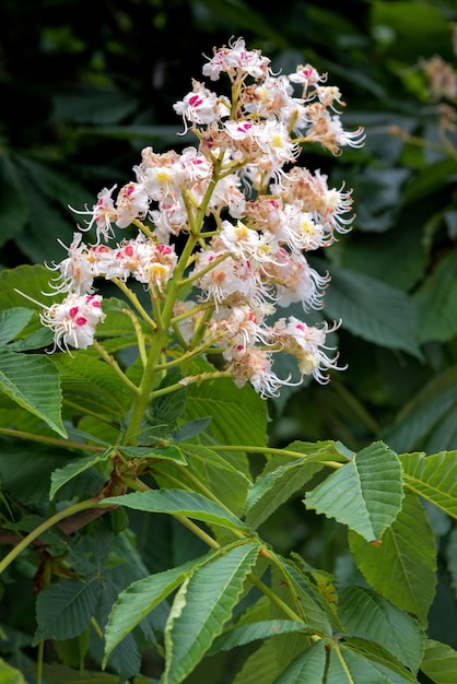 Castanha doce flor Castanea sativa