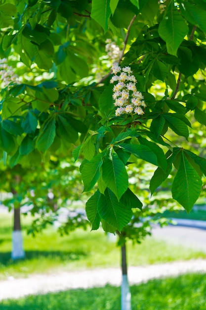 Castanha no parque