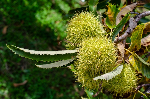 Castanha