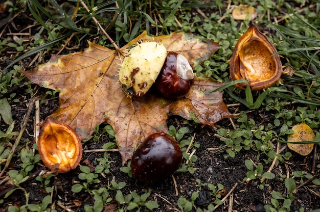 Castanhas caídas no chão