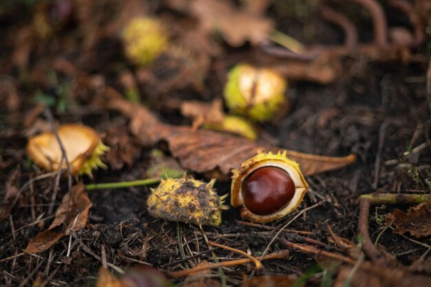 Castanhas caídas no parque outono