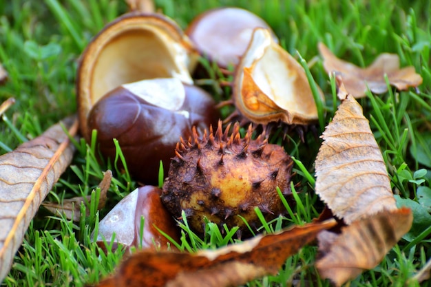 Castanhas como um símbolo do outono