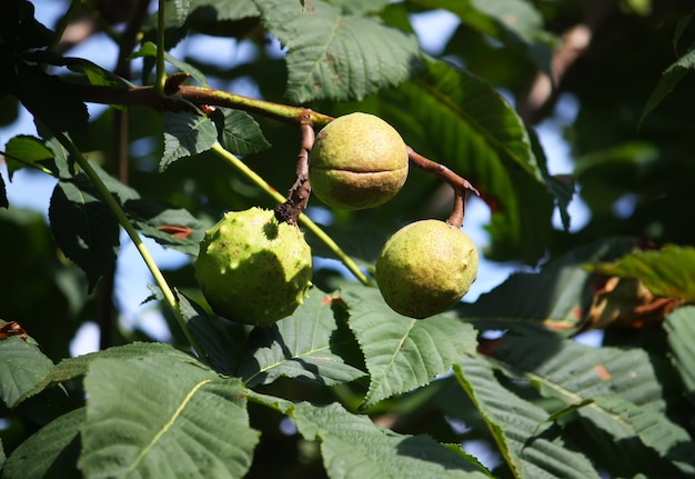 Castanhas-da-índia em galhos de árvore em parque de verão