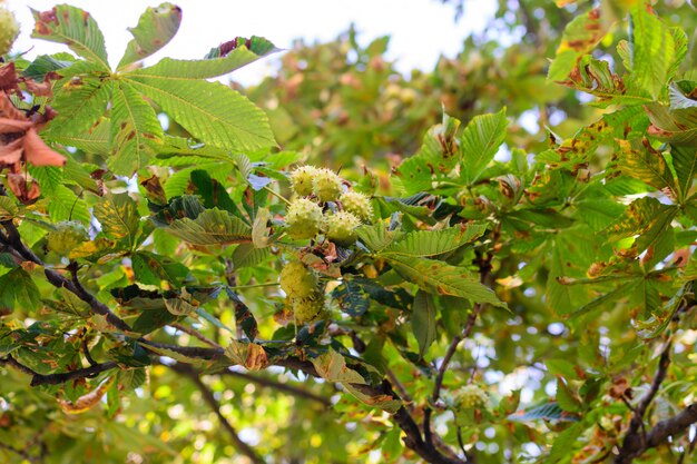 Castanhas espinhosas de setembro penduram em uma árvore