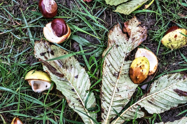 Castanhas molhadas na chuva folhas de outono outono profundo mau tempo