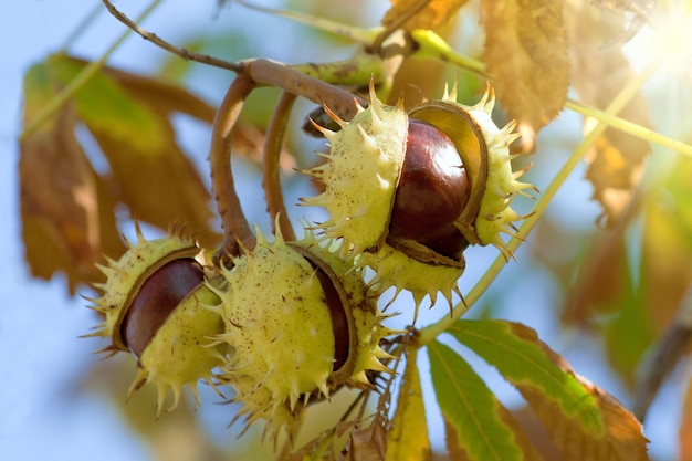 Castanhas no galho