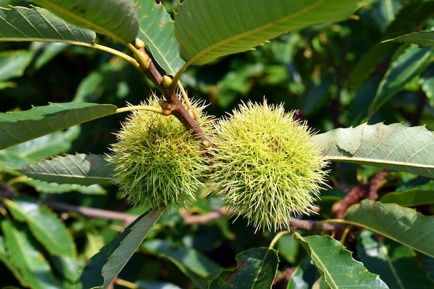 Castanhas nos ramos de uma castanheira Castanea sativa