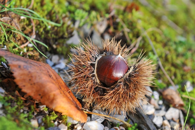 Castanhas